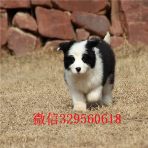 梁平哪里有犬舍出售边牧幼犬纯种边境牧羊犬健