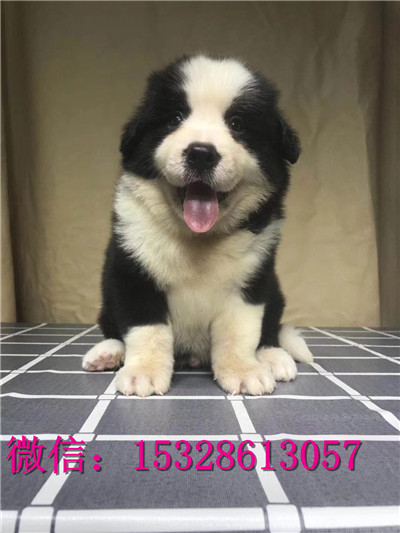 镇江哪里卖纯种边境牧羊犬边境牧羊犬价格七白