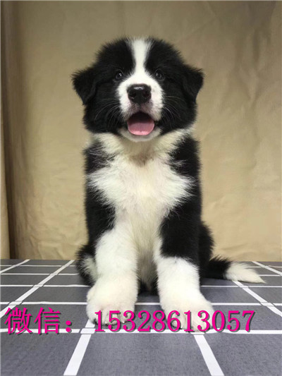 青岛哪里有边境牧羊犬出售边境牧羊犬幼犬价格