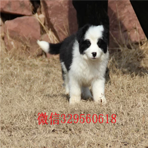 云阳哪里有卖边境牧羊犬的边境牧羊犬多少钱一
