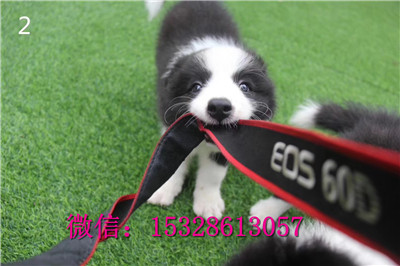 青岛哪里有边境牧羊犬出售纯种边牧多少钱黑色