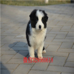 开县哪里有卖边境牧羊犬的边境牧羊犬多少钱一