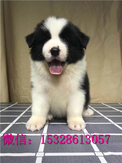 十堰哪里能买到纯种边牧边境牧羊犬价格棕色边