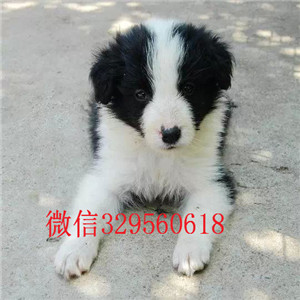  重庆铜梁哪里卖边境牧羊犬多少钱边境牧羊犬