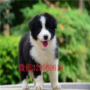  甘孜哪里出售边境牧羊犬幼犬甘孜哪里能买到