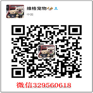 珠海边牧出售 珠海哪里卖边境牧羊犬  边牧多