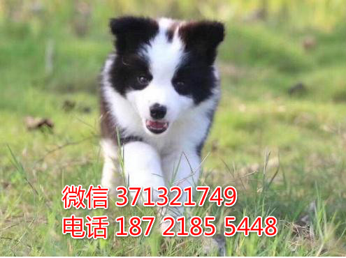 重庆出售边境牧羊犬。公母都有，可以自取 重庆