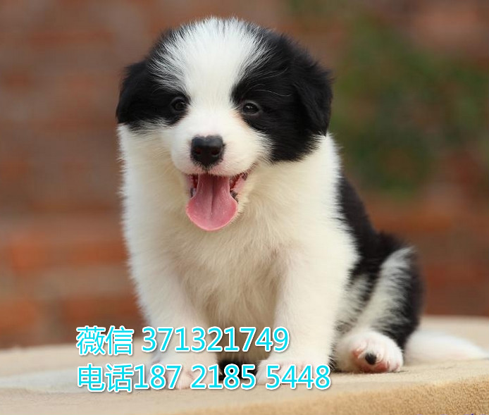 郑州边境牧羊犬出售纯种幼犬，边境狗狗 犬舍直销 大型犬价格合理