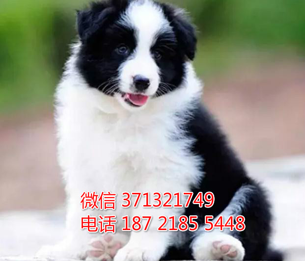 边境出售 南宁犬舍 南宁狗场出售 边境牧羊犬