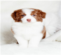 郑州哪里卖黑白边牧 郑州纯种边牧多少钱 郑州边牧怎么卖