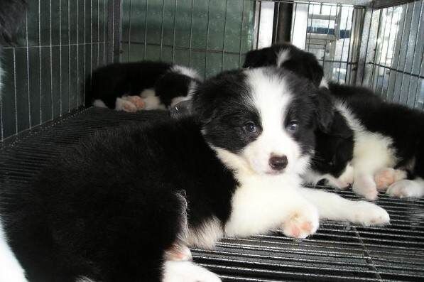 德宏卖边牧德宏哪里买到纯种边牧