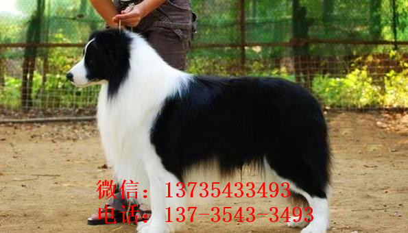 武汉边牧犬舍出售 狗市场在哪 网上哪里有狗狗