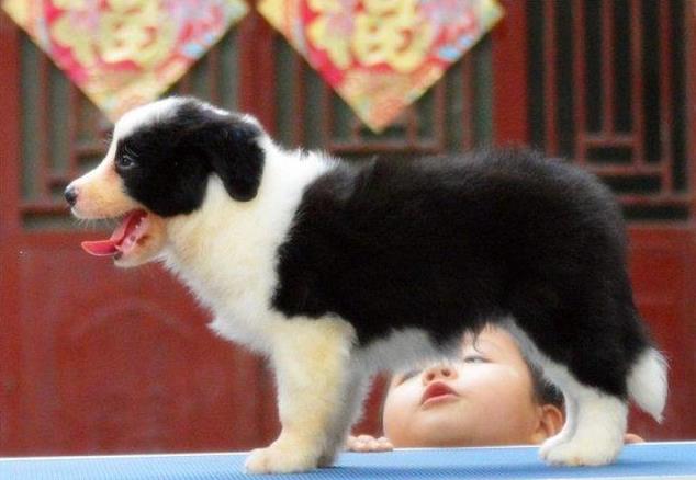 郑州本地犬舍出售边牧犬宠物狗市场领养 在哪