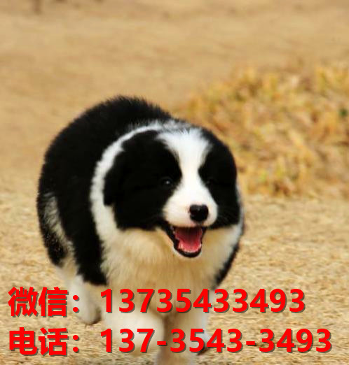 宝鸡犬舍出售纯种边牧幼犬 网上哪里有宠物狗领养 卖狗买狗