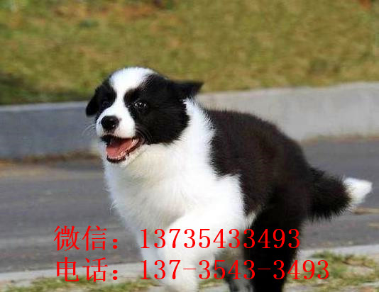重庆边牧犬舍出售 狗市场在哪 网上哪里有狗狗