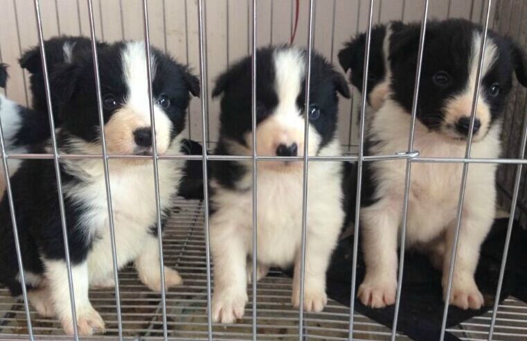 思茅买边牧 思茅狗地场买边牧 云南狗场买狗