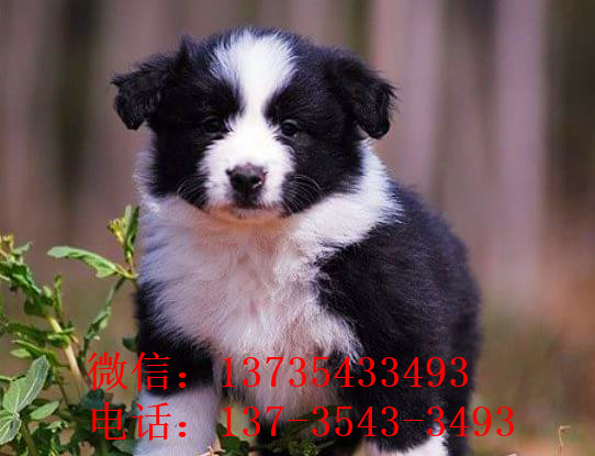 郑州本地犬舍出售边牧犬宠物狗市场领养 在哪买狗卖狗