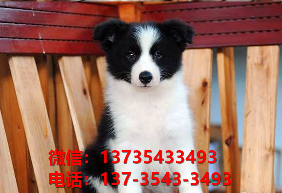 宝鸡犬舍出售纯种边牧幼犬 网上哪里有宠物狗领养 卖狗买狗