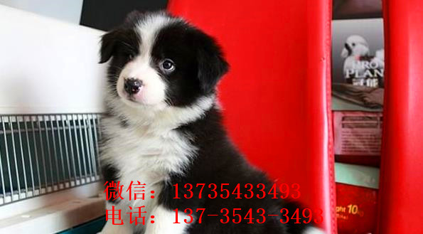 平顶山犬舍出售边牧幼犬狗市场卖狗买狗在哪