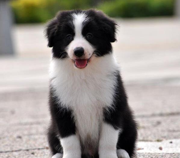 重庆宠物狗犬舍出售纯种边牧 宠物狗市场在哪 