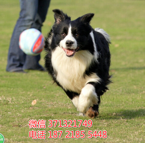 边境出售纯种幼犬 武汉直销边境狗狗 特价边境