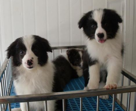 保山宠物网 保山名犬市场 施甸县买边牧