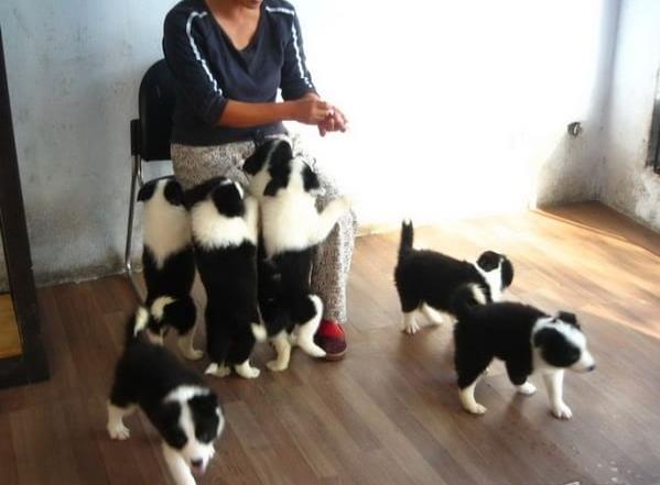 蚌埠宠物狗犬舍网上哪里有边境牧羊犬领养 卖