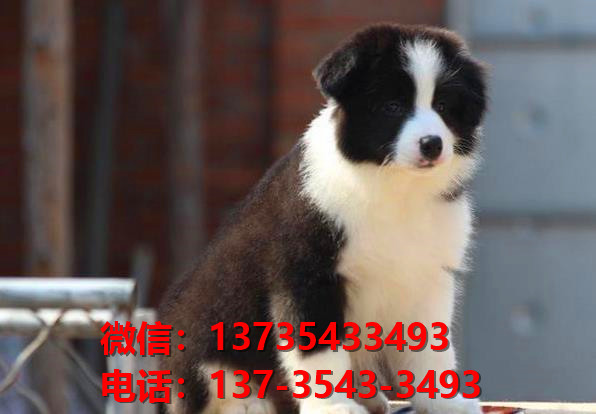 宝鸡犬舍出售纯种边牧幼犬 网上哪里有宠物狗领养 卖狗买狗