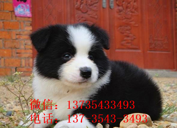 平顶山犬舍出售边牧幼犬狗市场卖狗买狗在哪