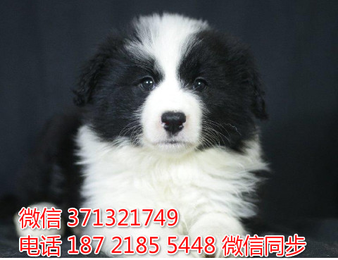 青岛特惠边境犬出售纯种幼犬 青岛犬舍狗场在