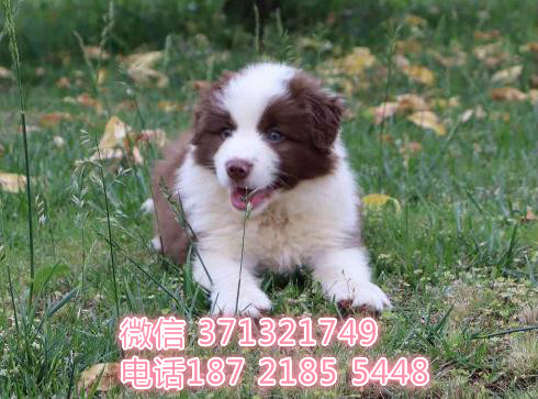 重庆狗狗 边境犬出售纯种幼犬 重庆特价宠物