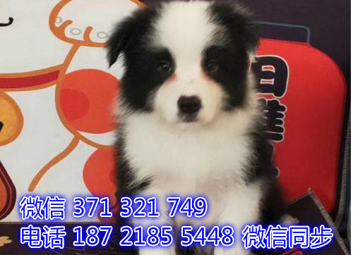 青岛宠物狗狗 边境出售 青岛狗场犬舍在哪里