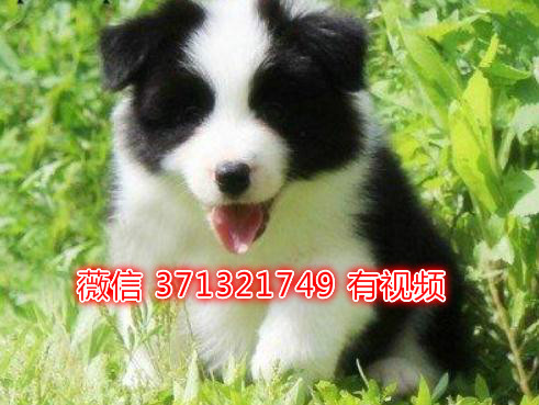 长春宠物 边境犬纯种幼犬出售 长春犬舍在哪里