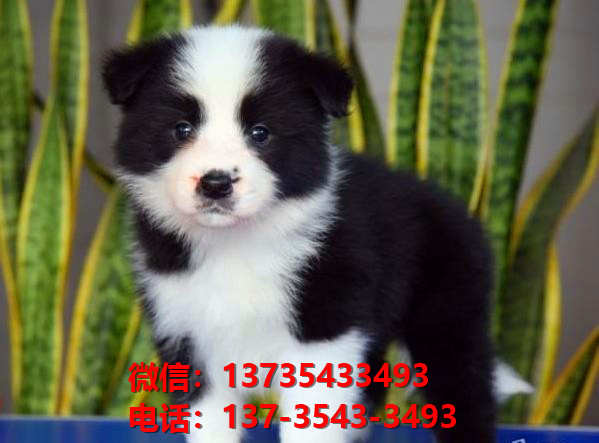 正宗边境牧羊犬出售郑州犬舍宠物狗市场在哪里