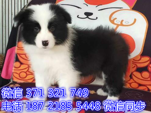 青岛宠物狗狗 边境出售 青岛狗场犬舍在哪里