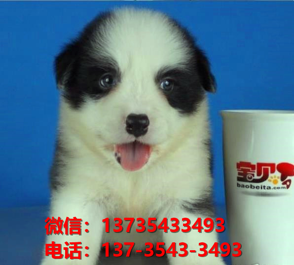 河南郑州宠物狗犬舍 出售纯种边牧幼犬七白三