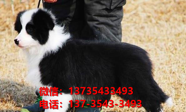 武汉犬舍出售纯种边牧幼犬活体宠物狗哪里有卖狗买狗领养狗市场在哪