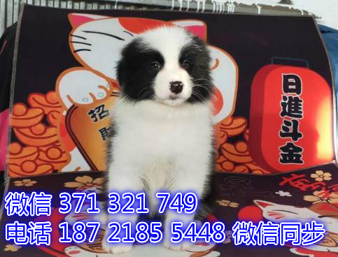 郑州全国发货 犬舍繁殖 边境犬出售纯种幼犬 包售后窍