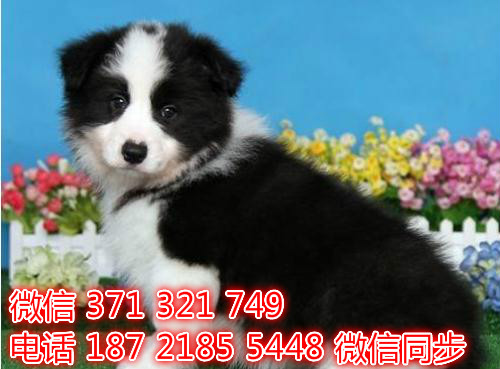 宠物狗狗边境全国可以发货 犬舍繁殖 包健康挚