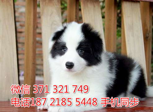  特惠边境牧羊犬纯种幼犬出售 支持上门支持空运汽运侄