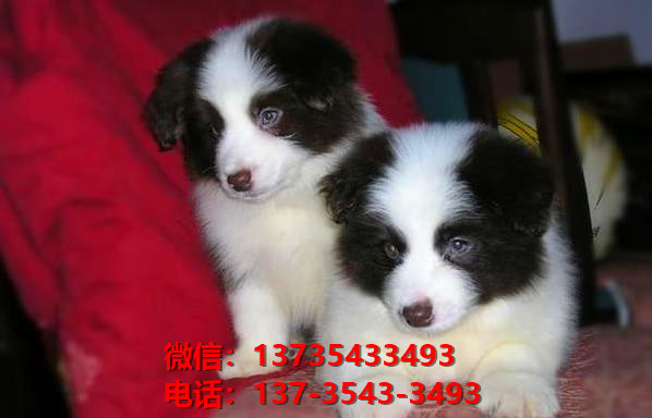 重庆宠物狗狗犬舍出售纯种边牧幼犬边境牧羊犬在哪里卖狗买狗