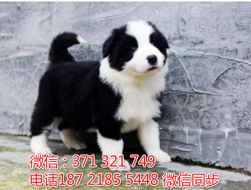 全国特惠边境纯种幼犬 支持上门 支持空运汽运 包健康橙