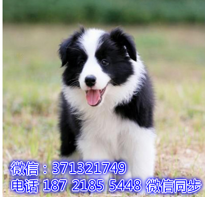 特价 边境牧羊犬出售纯种幼犬 专业繁殖专业发货 可上门看口
