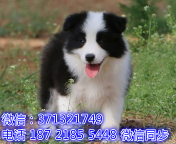 特价 边境牧羊犬出售纯种幼犬 专业繁殖专业发货 可上门看承