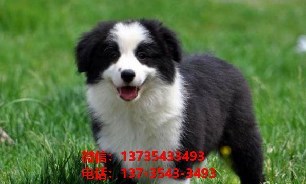 长治宠物狗狗犬舍 狗市场在哪卖狗附近出售纯