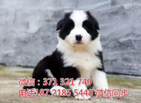 全国特惠边境纯种幼犬 支持上门 支持空运汽运 包健康舅