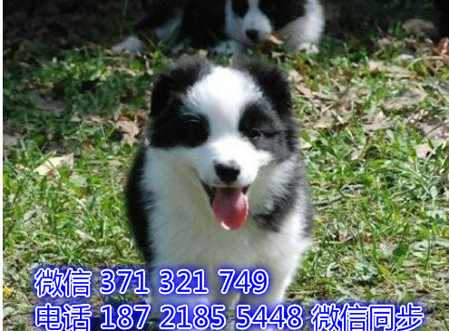 边境宠物买卖 宠物市场 宠物狗狗图片宠物网 是