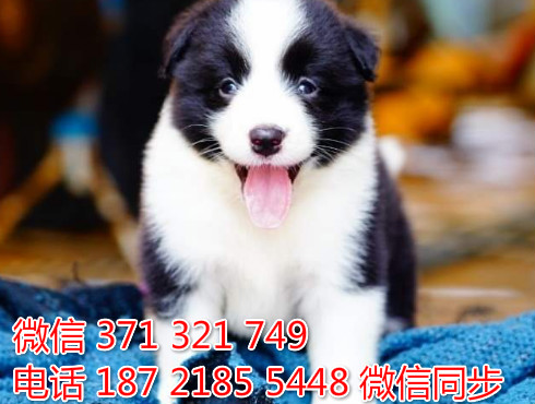 柯基纯种幼犬出售，犬舍直销柯基 犬舍狗场宠物