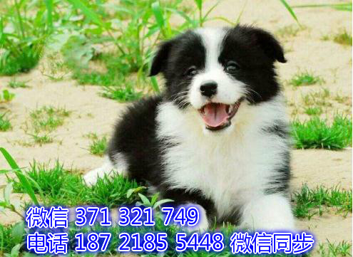 边境宠物买卖 宠物市场 宠物狗狗图片宠物网 是