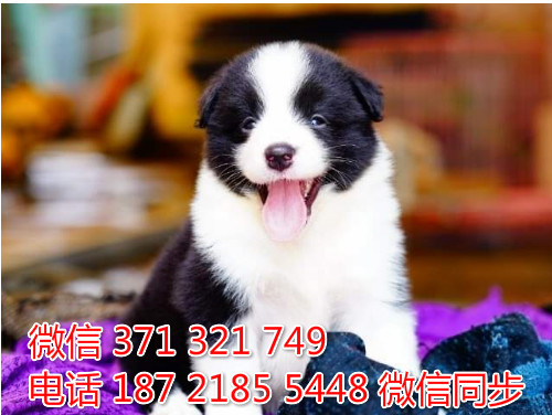 柯基纯种幼犬出售，犬舍直销柯基 犬舍狗场宠物狗沸